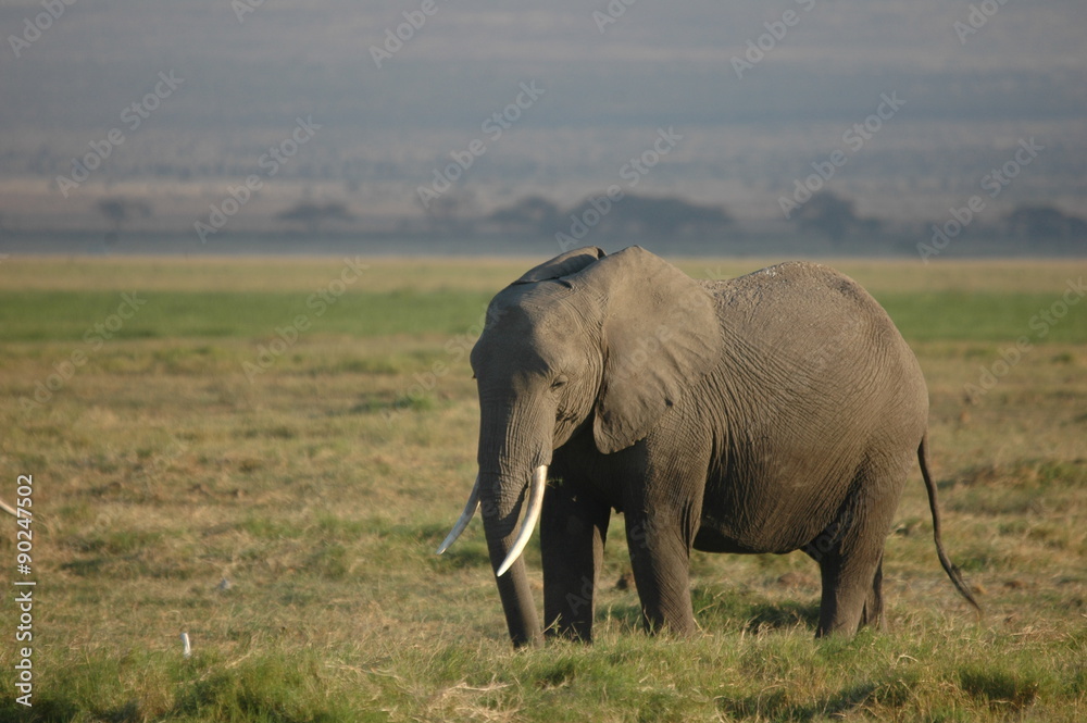 Obraz premium Éléphant pensif à amboseli