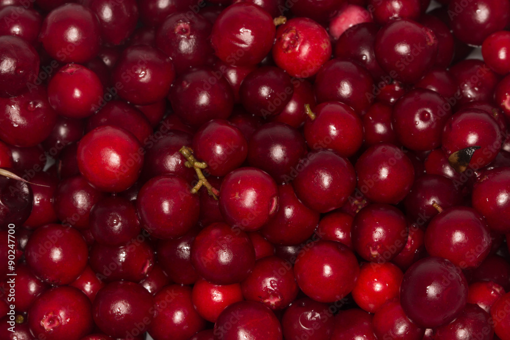 foxberries background foxberries background