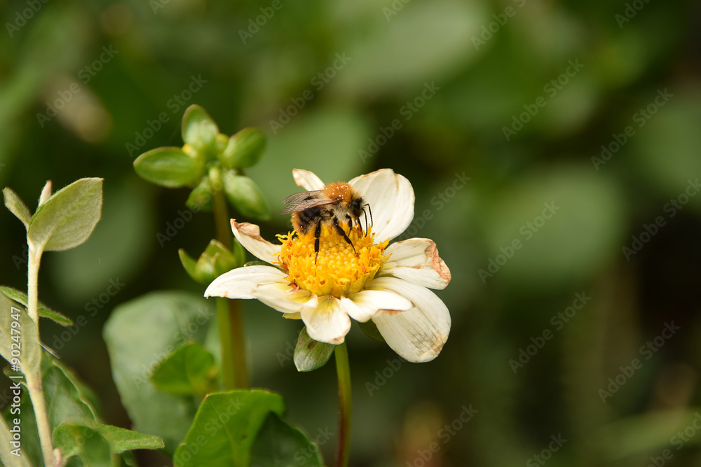 Obraz premium Hummel im Lavendel