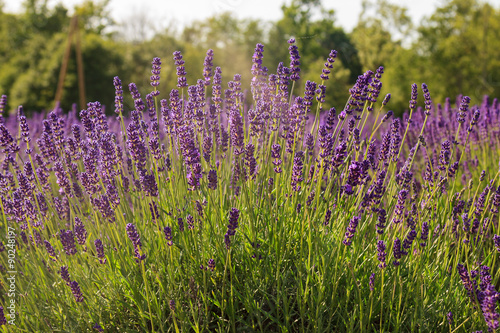 Lillac lavender meadow