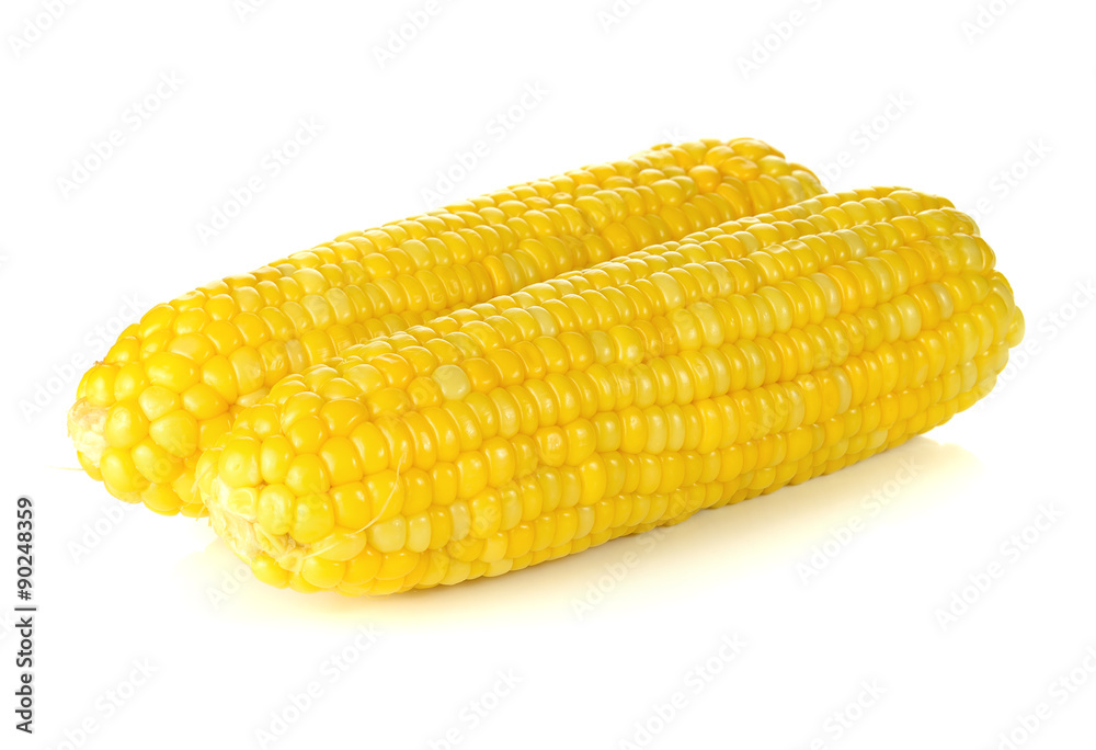 ears of Sweet corn isolated on white background ears of Sweet corn isolated on white background