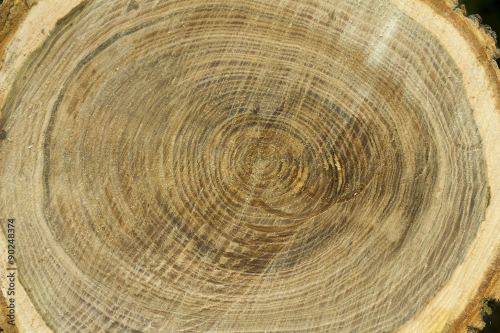 Naklejka premium cut wood texture