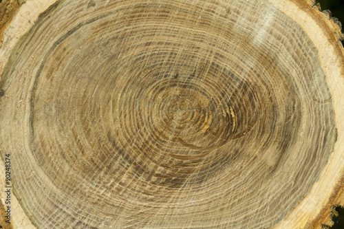cut wood texture