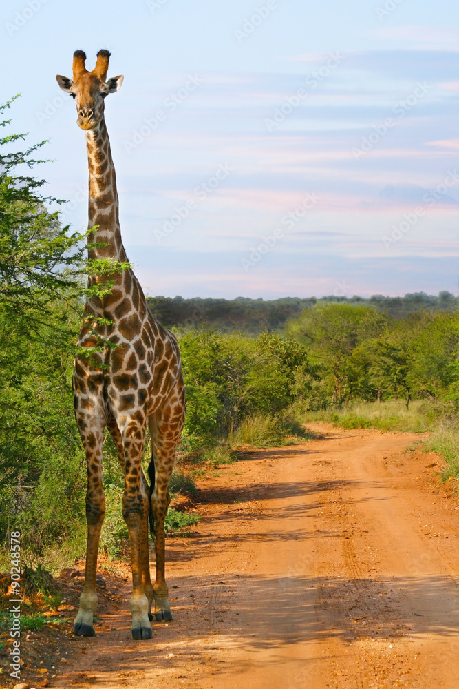 Fototapeta premium Giraffe on dirt road at sunset