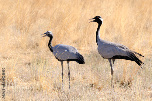 Adult and young Demoiselle cranes in hot steppe