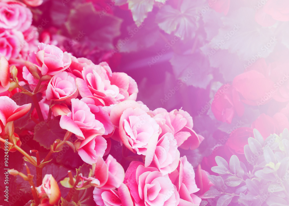 abstract pink flower background. flowers made with color filters abstract pink flower background. flowers made with color filters