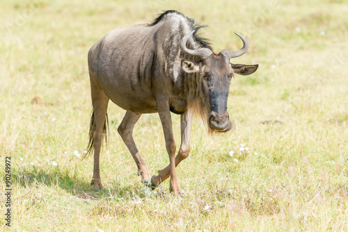 Fototapeta Naklejka Na Ścianę i Meble -  Blue Wildebeest in Tanzania