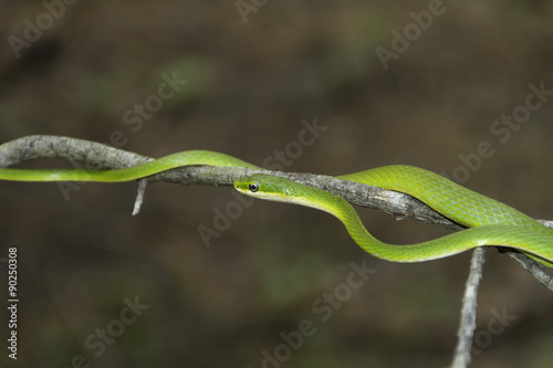 Snake slithering on a branch