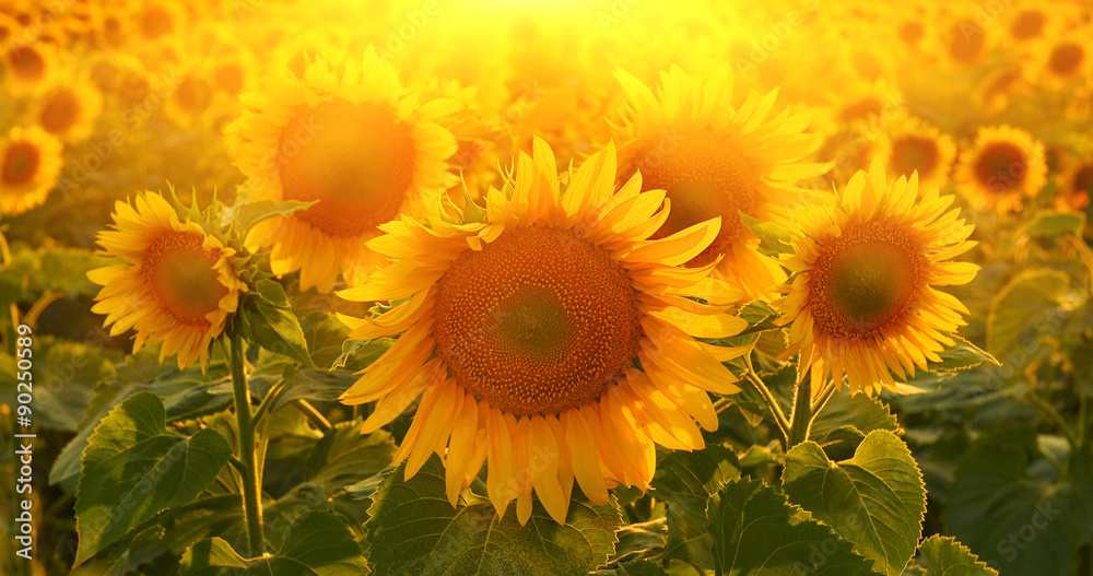 Obraz premium Sunflowers