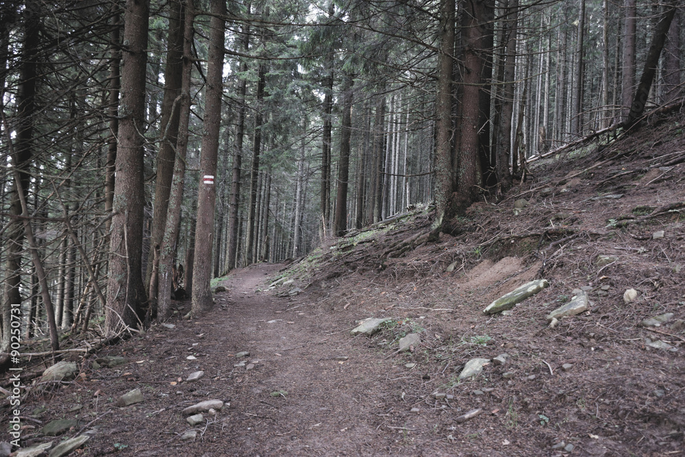 Fototapeta premium Hiking path with labels on trees in the mysterious forest in Carpathians, Ukraine
