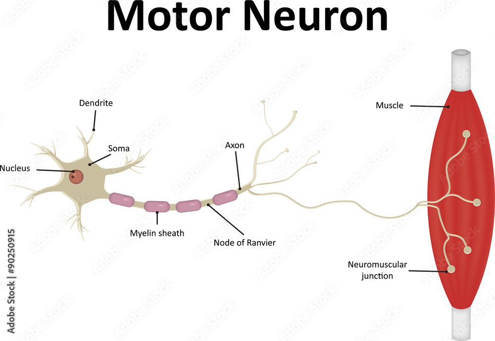 Obraz premium Motor Neurone Labeled