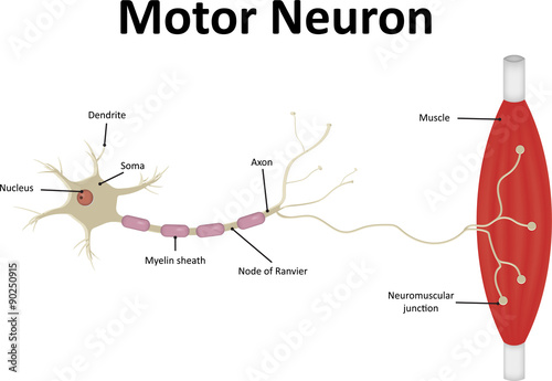 Motor Neurone Labeled photo