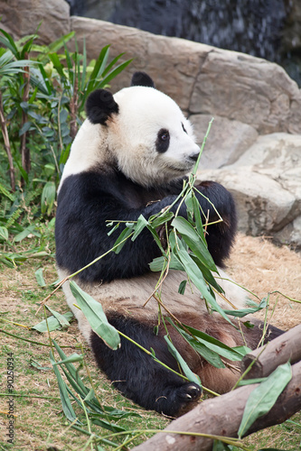 Fototapeta Naklejka Na Ścianę i Meble -  Panda bear