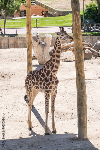 adult giraffe in the shade of a wooden roof