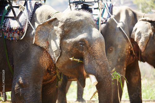 Canvas Print elephants in Vietnam
