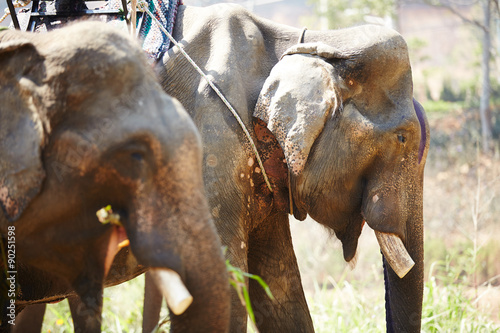 Photography elephants in Vietnam