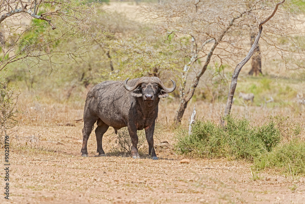 Fototapeta premium African Buffalo in Serengeti