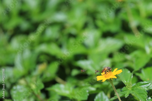 bees on flower © Prathaan