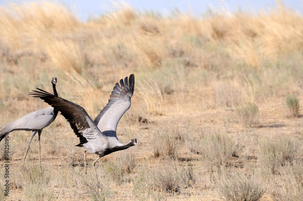 Demoiselle crane take-off Demoiselle crane take-off