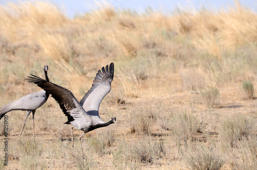 Demoiselle crane take-off © Victor Tyakht