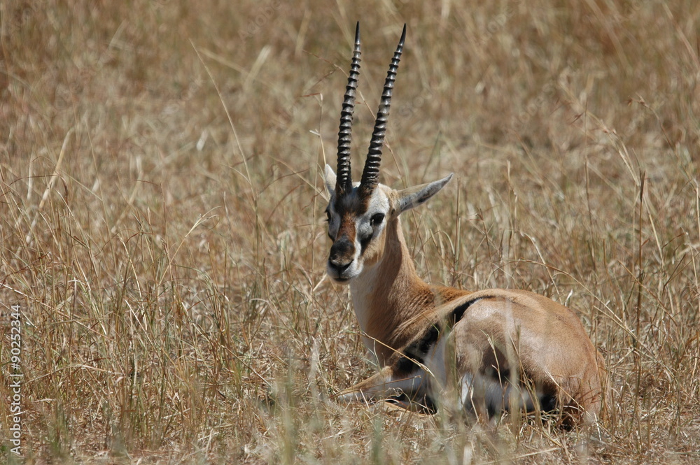 Fototapeta premium Gazelle dans la savane masai mara