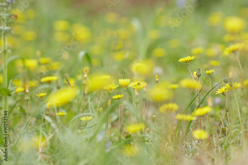 yellow and purple meadow flowers © photoniko