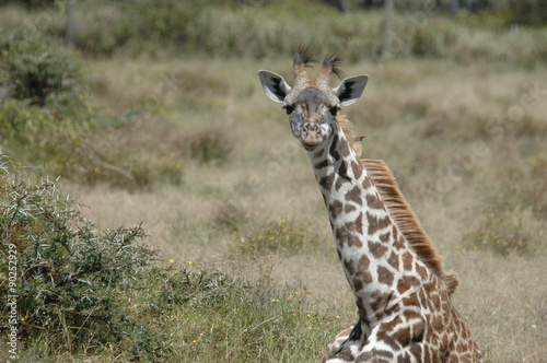 Girafe intrigu  e dans la savane