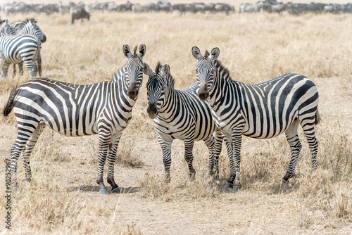 Zebras in Serengeti National Park