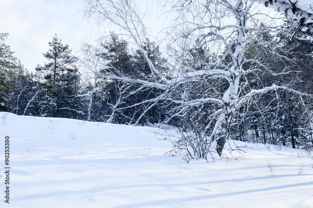 Obraz premium Birch and pine forest