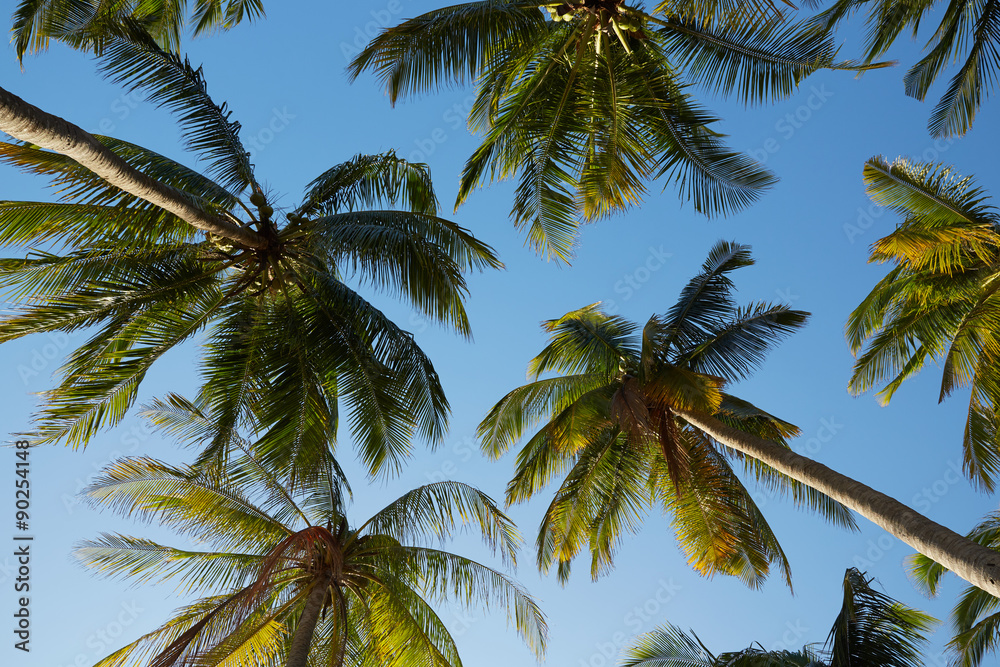 Naklejka premium palm trees against a blue sky