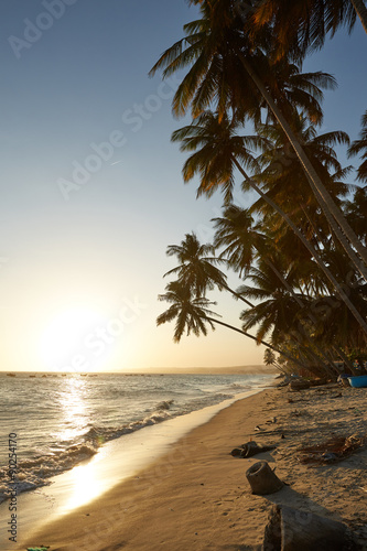 Palm against the sunset over the sea