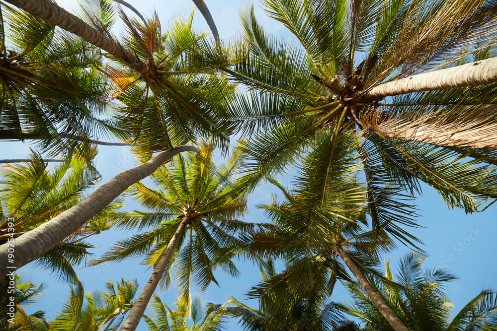 palm trees against a blue sky palm trees against a blue sky