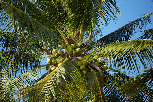 palm trees against a blue sky