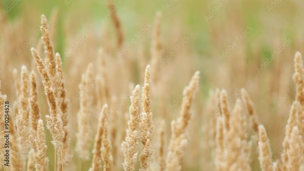Beautiful long grass moving in wind. Meadow grass background. Beautiful long grass moving in wind. Meadow grass background.