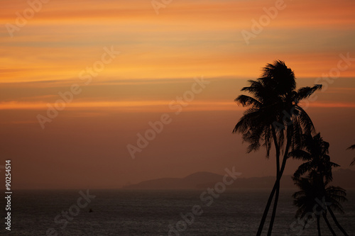 Palm against the sunset over the sea