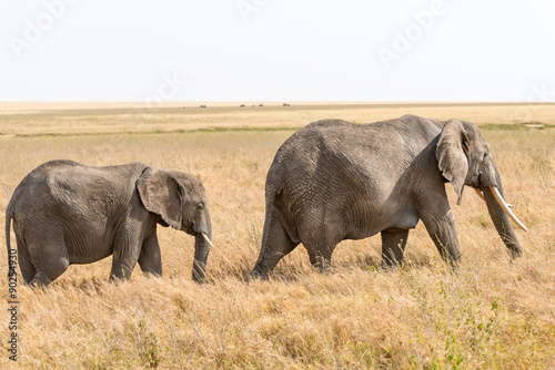 African Elephant in Serengeti National Park