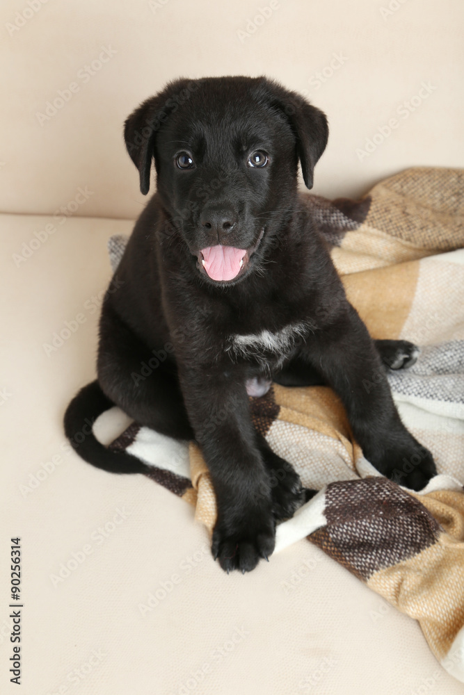 Beautiful black labrador puppy on plaid Beautiful black labrador puppy on plaid