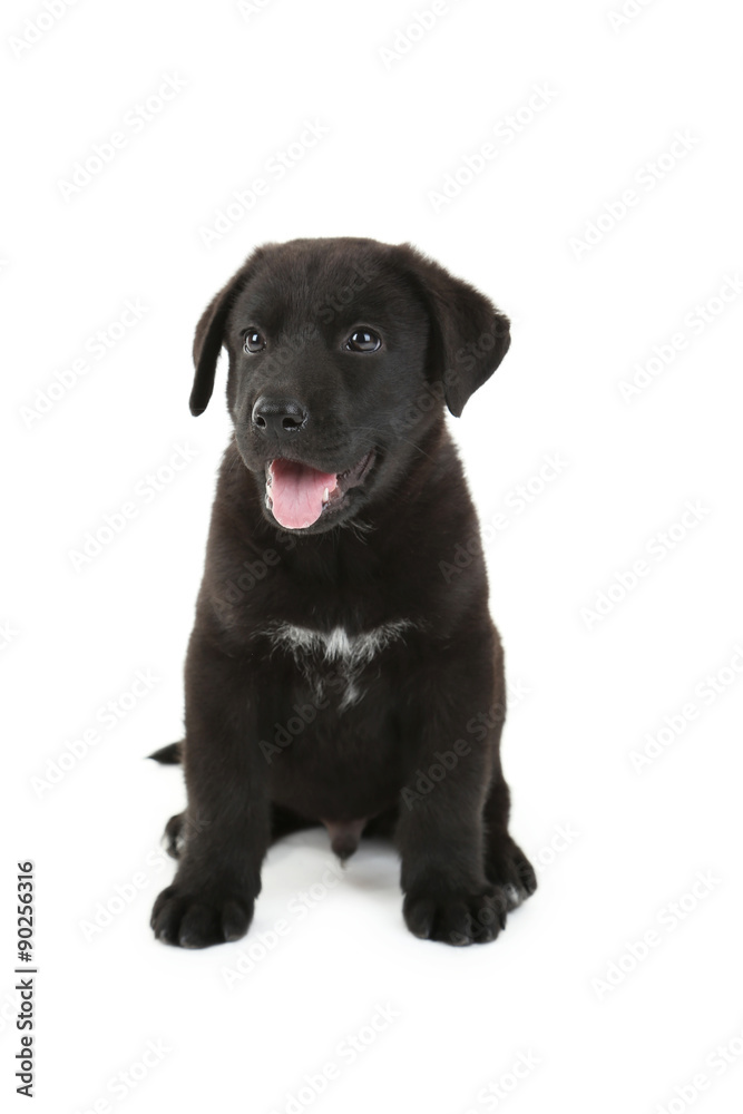 Beautiful black labrador puppy sitting, isolated on a white Stock Photo |  Adobe Stock