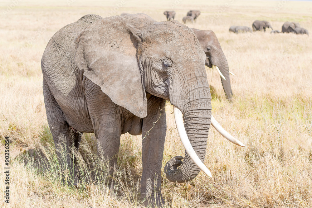 Obraz premium African Elephant in Serengeti National Park