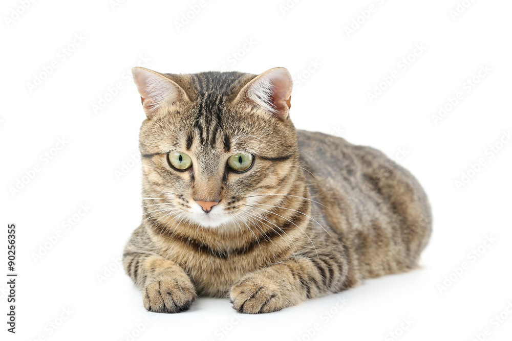 Fototapeta premium Beautiful cat isolated on a white