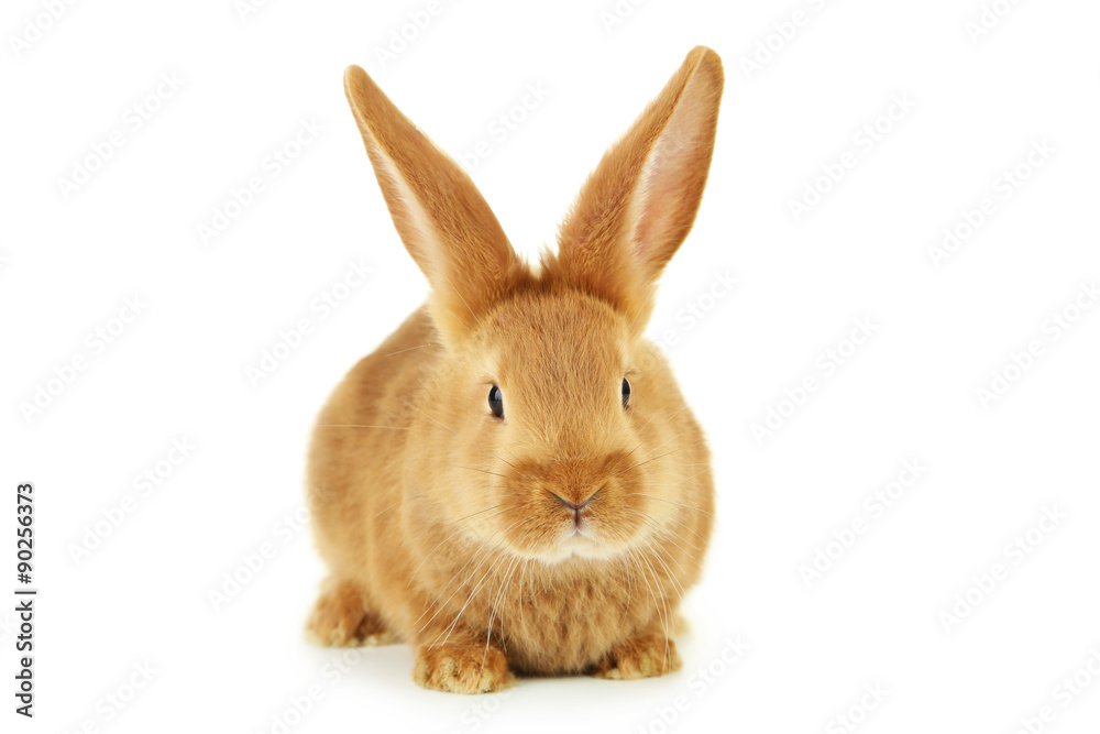 Young red rabbit isolated on white Young red rabbit isolated on white