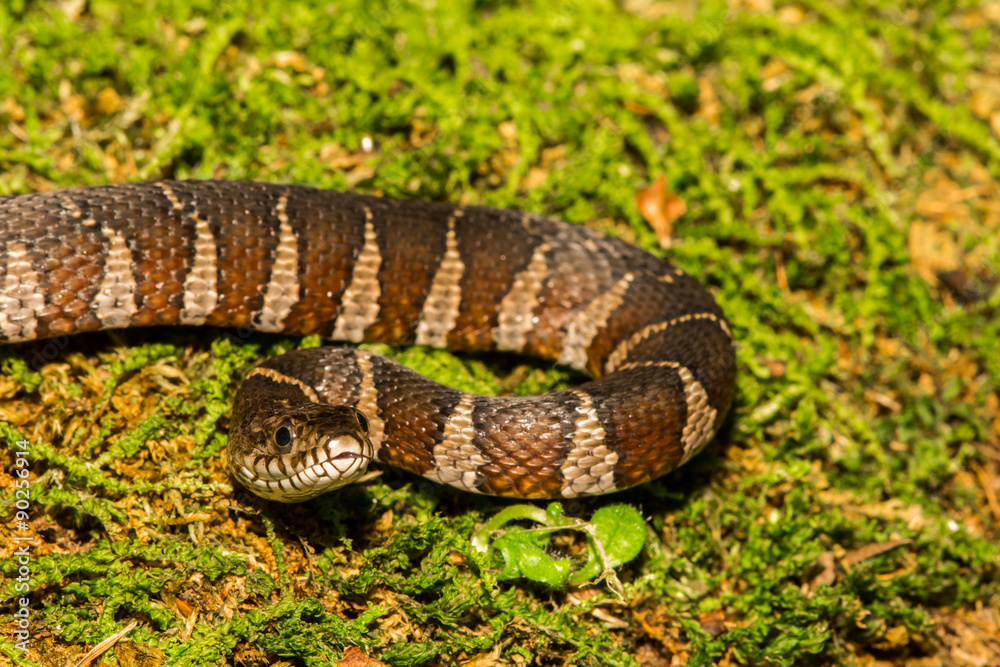 Naklejka premium Baby Northern Water Snake