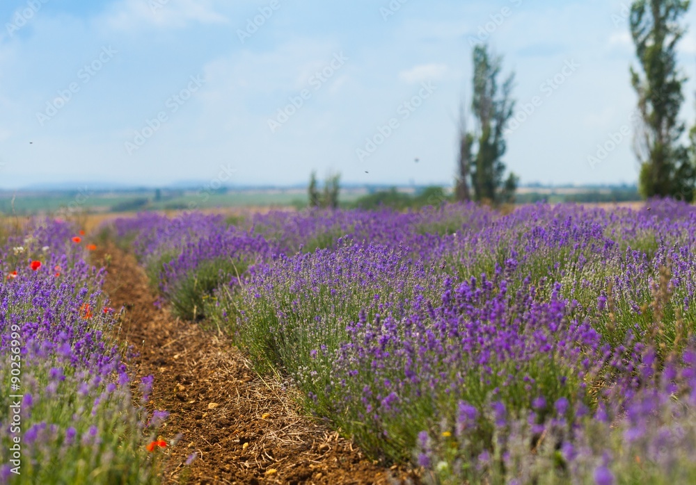 Naklejka premium Lavender.