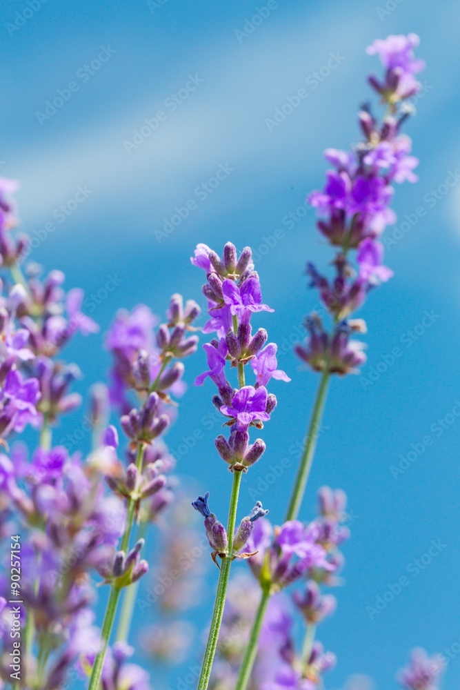 Lavender.