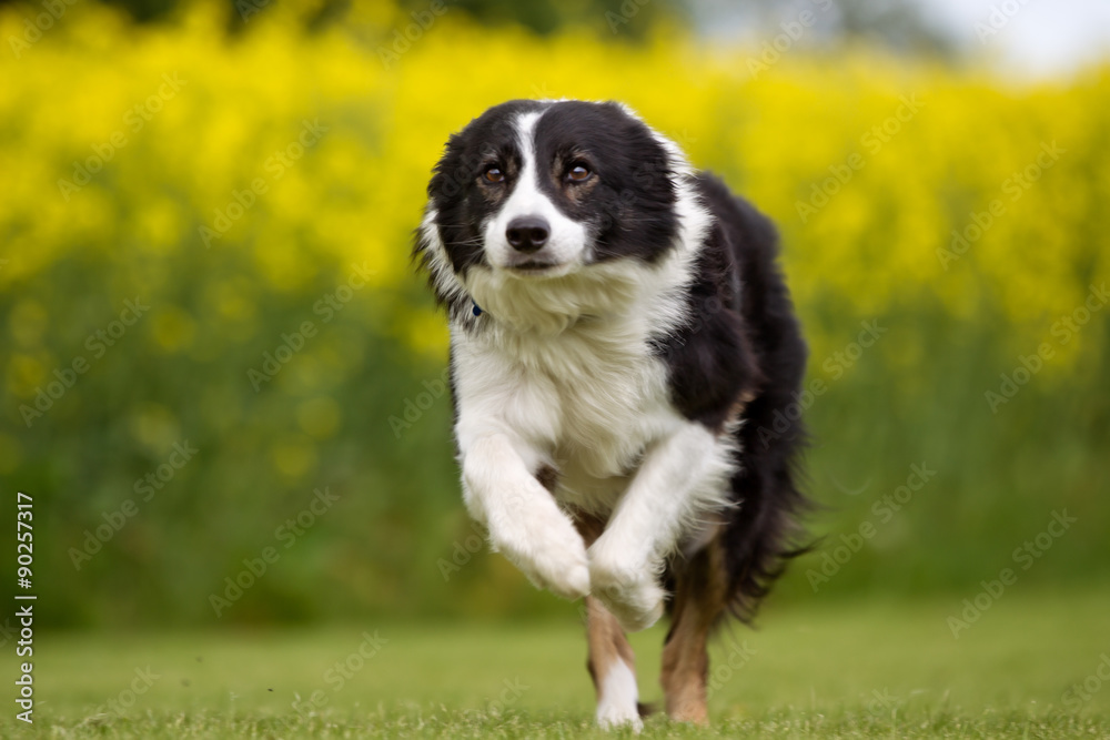 Fototapeta premium Border collie dog outdoors in nature