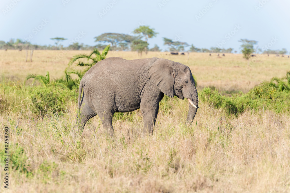 African Elephant in Serengeti National Park African Elephant in Serengeti National Park