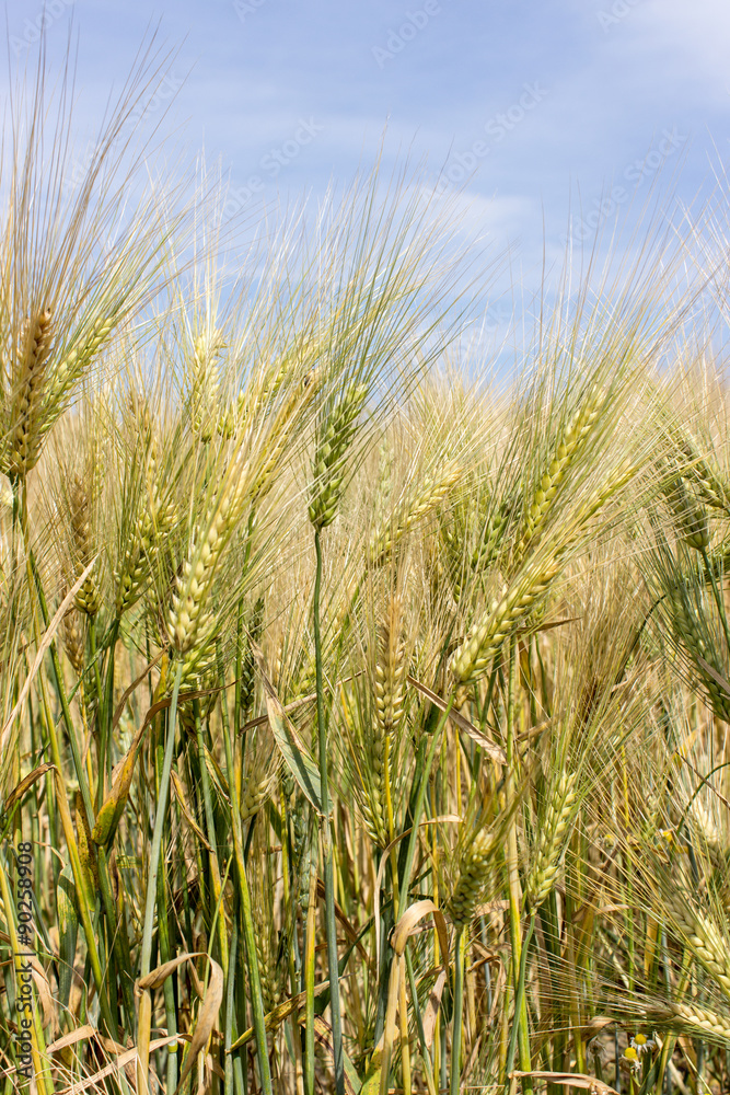Barley / nearly mature barley in a field Barley / nearly mature barley in a field