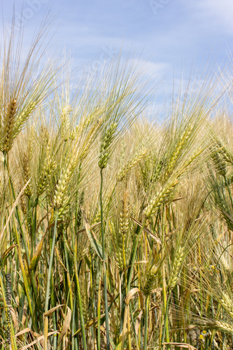 Barley   nearly mature barley in a field