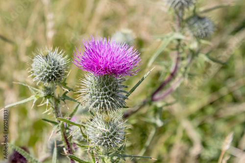 Silybum marianum / Flower of a thistle in the meadow 