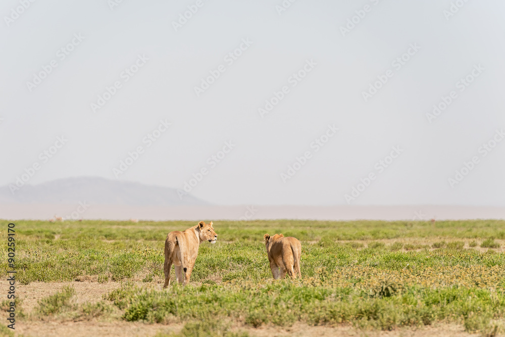 Fototapeta premium Lions in Serengeti National Park